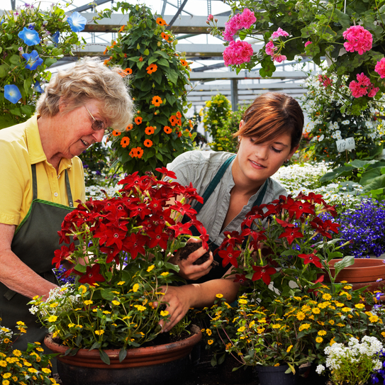 Eine ältere Frau zeigt ihrem Azubi in einer Gärtnerei, wie sie Blumen umpflanzt