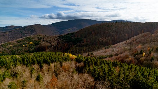 Panorame eines Waldes