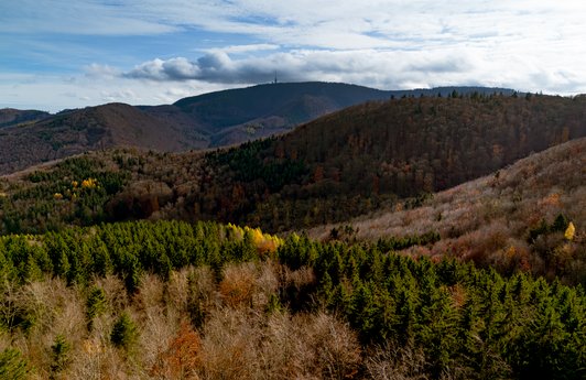 Panorame eines Waldes