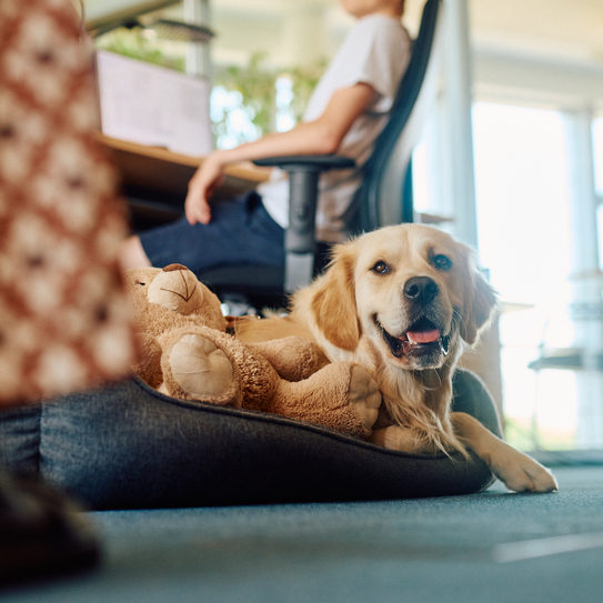 Ein Golden Retriever sitzt in seinem Körbchen im Büro neben dem Schreibtisch