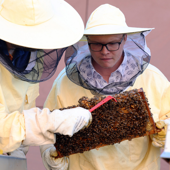 Mitarbeitende der Bienen AG entnehmen eine Honigwabe